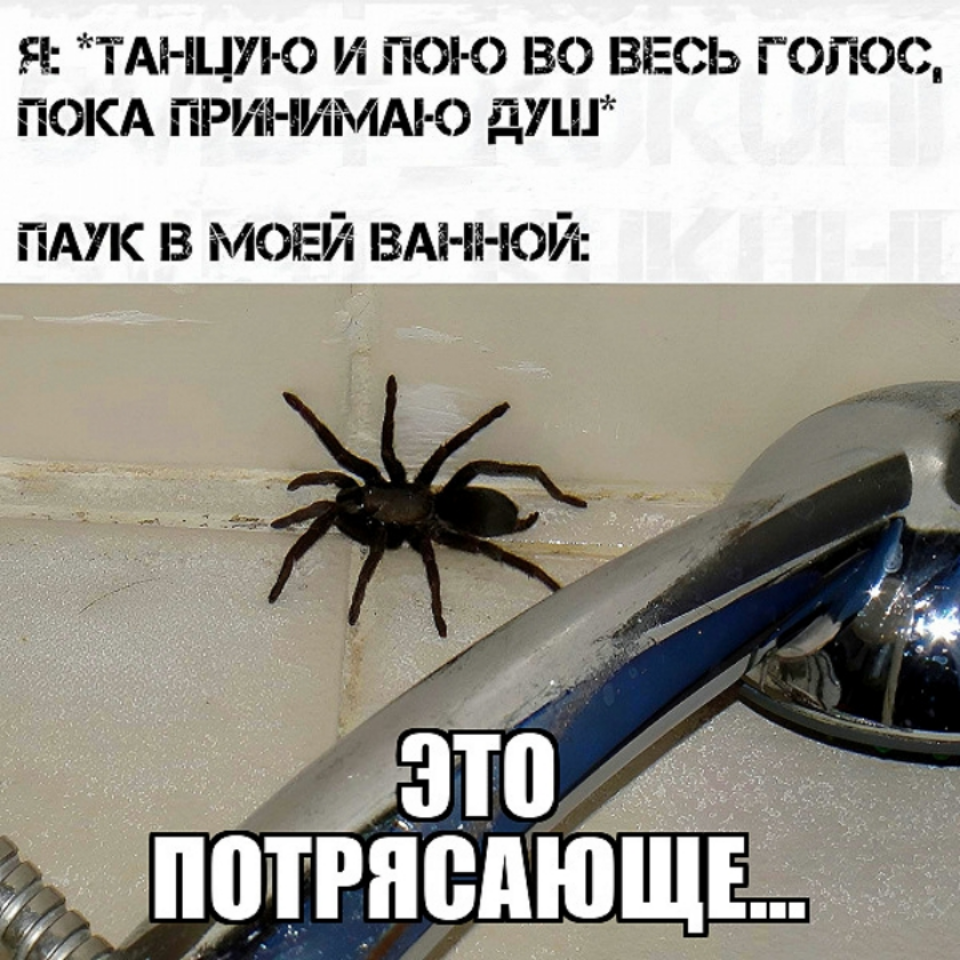 Примета увидеть паука вечером в ванной. Паук из ванной. Паук в душе. Паук демотиваторы. Паук в ванной в воде.