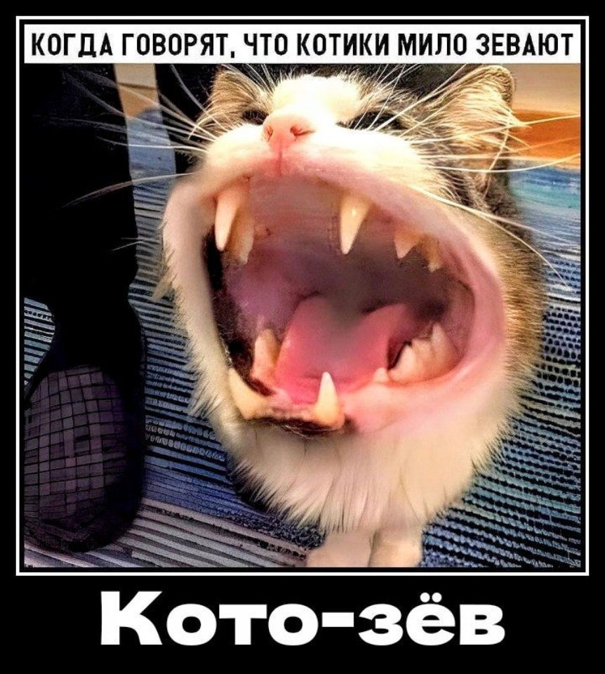 Открой смешные картинки