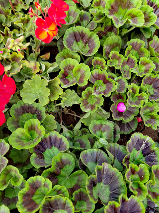 Обои 2024-06-15 №18436