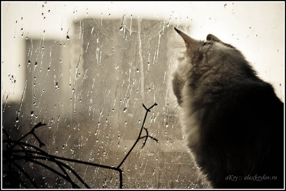 Ведь например в дождик в холод целый. Кот у окна дождь. Кот и дождик. Котики дождь. Кот осень дождь.